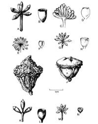 Fig. 87. Fl. buds and capsule of  Eucalyptus. A-B  E. botryoides; C-D  E. delegatensis; E-F  E. elata; G-H  E. fastigata; I-J  E. globulus; K-L  E. gunnii; M-N  E. macarthurii. © All rights reserved. [Image: 4X6F]