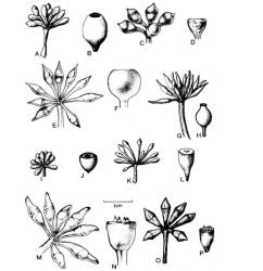 Fig. 88. Fl. buds and capsule of  Eucalyptus. A-B  E. obliqua; C-D  E. ovata; E-F  E. pilularis; G-H  E. piperita; I-J  E. pulchella; K-L  E. regnans; M-N  E. resinifera; O-P  E. saligna. © All rights reserved. [Image: 4X6G]