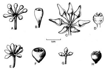 Fig. 89. Fls buds and capsule of  Eucalyptus. A-B  E. sieberi; C-D  E. tereticornis; E-F  E. tenuiramis; G-H  E. viminalis. © All rights reserved. [Image: 4X6H]