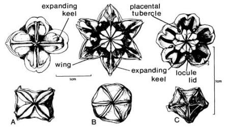 Fig. 9.  Aizoaceae, hygrochastic capsules in open (wet) and closed (dry) states. A  Aptenia cordifolia; B  Disphyma australe; C  Ruschia tumidula. © All rights reserved. [Image: 4X6I]