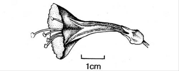 Fig. 90. Fl. of  Mirabilis jalapa. © All rights reserved. [Image: 4X6J]