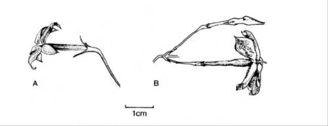 Fig. 91. Fls of  Jasminum. A  J. officinale; B  J. polyanthum. © All rights reserved. [Image: 4X6K]