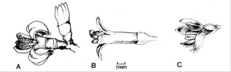 Fig. 92. Fls of Ligustrum. A L. lucidum; B L. ovalifolium; C L. sinense. © All rights reserved. [Image: 4X6L]