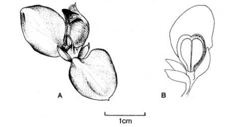 Fig. 94.  Polygala myrtifolia, A fl. with one wing folded back, B fr. with one wing removed. © All rights reserved. [Image: 4X6N]