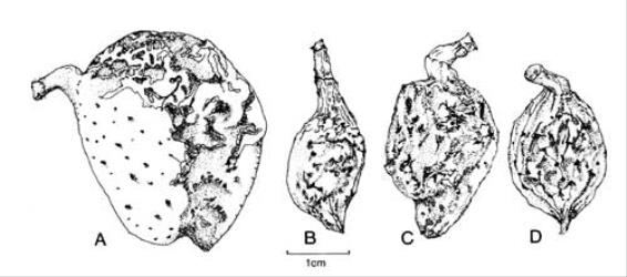 Fig. 95. Frs of  Hakea. A  H. gibbosa; B  H. salicifolia; C  H. sericea; D  H. suaveolens. © All rights reserved. [Image: 4X6P]