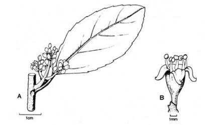 Fig. 96.  Rhamnus alaternus, A lf and infl., B ♂ fl. © All rights reserved. [Image: 4X6Q]