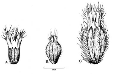 Fig. 98. Fruiting hypanthium of  Aphanes. A  A. arvensis; B  A. australiana; C  A. inexspectata. © All rights reserved. [Image: 4X6S]