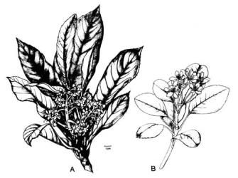 Fig. 99. A  Eriobotrya japonica; B  Rhaphiolepis umbellata. © All rights reserved. [Image: 4X6T]