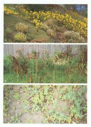 Plate 1. Habitats dominated by naturalised spp. A coastal slopes, Banks Peninsula, with  Aeonium arboreum,  Sedum praealtum,  Argyranthemum frutescens and  Echium candicans; B vacant section, Christchurch, with  Cirsium arvense,  Papaver rhoeas and  Tripleurospermum inodorum; C cultivated land, Christchurch, with  Euphorbia lathyris and  E. peplus. © All rights reserved. [Image: 4X6V]