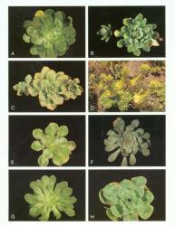 Plate 11. Aeonium and Greenovia. A A. arboreum; B A. X floribundum; C A. haworthii; D A. haworthii hybrid; E A. undulatum; F A. urbicum; G A. X velutinum; H G. aurea. © All rights reserved. [Image: 4X6X]