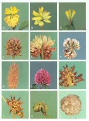 Plate 13. Flowering and fruiting heads of  Trifolium. A  T. campestre; B  T. dubium; C  T. micranthum; D  T. fragiferum; E  T. hybridum; F  T. repens; G  T. arvense; H  T. pratense; I  T. striatum; J  T. glomeratum; K  T. subterraneum; L  T. tomentosum. © All rights reserved. [Image: 4X6Z]