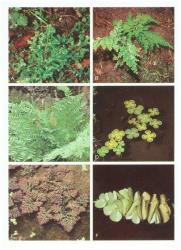 Plate 2.  Pteridophyta. A Selaginella kraussiana; B  Selaginella moellendorffii; C  Osmunda regalis; D  Marsilea mutica; E  Azolla pinnata; F  Salvinia molesta. © All rights reserved. [Image: 4X73]