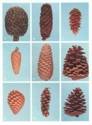 Plate 3.  Gymnospermae  (cones, X0.3). A  Araucaria heterophylla; B  Abies nordmanniana; C  Pseudotsuga menziesii; D  Pinus halepensis; E  P. pinaster; F  P. ponderosa; G  P. radiata; H  P. strobus; I  P. taeda. © All rights reserved. [Image: 4X74]