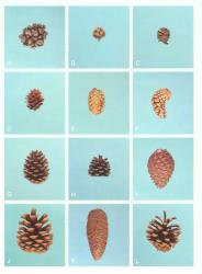 Plate 4.  Gymnospermae  (cones, X0.4). A  Callitris rhomboidea; B  Cryptomeria japonica; C  Sequoia sempervirens; D  Larix decidua; E  Picea sitchensis; F  Pinus banksiana; G  P. contorta; H  P. mugo; I  P. muricata; J  P. nigra; K  P. patula; L  P. sylvestris. © All rights reserved. [Image: 4X75]