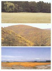 Plate 5. Naturalised spp. dominating landscapes by forming more or less uniform stands. A  Oenanthe pimpinelloides  near Whangarei; B  Ulex europaeus in Nelson; C  Eschscholzia californica, Selwyn R., Canterbury. © All rights reserved. [Image: 4X76]