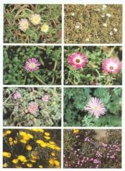 Plate 6.  Aizoaceae. A  Carpobrotus edulis × Disphyma australe; B  Delosperma  sp.; C  Disphyma clavellatum; D  Dorotheanthus bellidiformis; E  Drosanthemum floribundum; F  Lampranthus spectabilis; G  L. glaucus; H  Ruschia tumidula. © All rights reserved. [Image: 4X77]