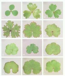 Plate 7.  Hydrocotyle  spp. A  H. hydrophila; B  H. sulcata; C  H. tripartita; D  H. dissecta; E  H. elongata; F  H. moschata; G  H. heteromeria; H  H. microphylla; I  H. pterocarpa; J-L  H. novae-zeelandiae  complex. © All rights reserved. [Image: 4X78]