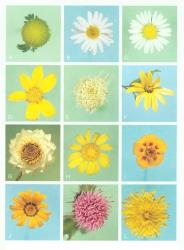 Plate 8.  Asteraceae. A  Matricaria dioscoidea  (Anthemideae); B  Tripleurospermum inodorum  (Anthemideae); C  Bellis perennis  (Astereae); D  Chrysanthemoides monilifera  (Calenduleae); E  Ageratina adenophora  (Eupatorieae); F  Helianthus tuberosus  (Heliantheae); G  Ammobium alatum, dried (Inuleae); H  Senecio skirrhodon  (Senecioneae); I  Tagetes patula  (Tageteae); J  Gazania rigens  (Actoteae); K  Cirsium arvense  (Cardueae); L  Taraxacum officinale  (Lactuceae). © All rights reserved. [Image: 4X79]