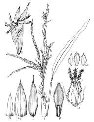 Fig. 1 Pseudosasa japonica I, inflorescence, × ½; S, spikelet, and St, stamens, × 3; G 1, G 2, glumes, × 4; L, lemma, × 4; P, palea dorsal view, × 4; Lo, lodicules, × 4; O, ovary, styles and stigmas, subtended by lodicules and anther filaments, × 10. © All rights reserved. [Image: 4X7C]