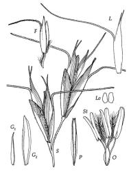 Fig. 10 Trisetum lepidum S, spikelets, × 9; G 1, G 2, glumes, × 9; F, floret and rachilla, × 9; L, lemma lateral view, × 9; P, palea dorsal view, × 9; Lo, lodicules, × 24; O, ovary, styles and stigmas, × 24; St, stamens, × 24. © All rights reserved. [Image: 4X7D]