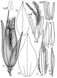 Fig. 11 Hierochloe redolens S, spikelet, × 12; G 1, G 2, glumes, × 11; L, lemma of lower ♂ floret, × 11; L, Lemma of upper ⚥ floret, × 11; P, palea of lower ♂ floret dorsal view, × 11; P, palea of upper ⚥ floret, × 11; Lo, lodicules of ⚥ flower, × 24; O⚥, ovary, styles and stigmas of ⚥ flower, × 16; St♂, stamens of ♂ flower, × 16; St⚥, stamens of ⚥ flower, × 16. © All rights reserved. [Image: 4X7E]