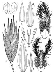 Fig. 12 Bromus willdenowii S, spikelet, × 3.2; G 1, G 2, glumes, × 4; L, lemma dorsal view and flattened, × 4; P, palea dorsal view, × 4; Lo, lodicules, × 20; O, ovary, hairy appendage and stigmas, frontal and dorsal views, × 20; St, stamens, × 20. © All rights reserved. [Image: 4X7F]