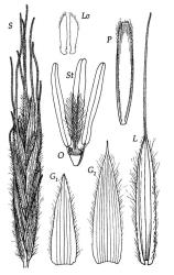 Fig. 13 Brachypodium sylvaticum S, spikelet, × 5; G 1, G 2, glumes, × 7; L, lemma ventral view, × 7; P, palea dorsal view, × 7; Lo, lodicules, × 14; O, ovary, styles and stigmas, × 14; St, stamens, × 14. © All rights reserved. [Image: 4X7G]