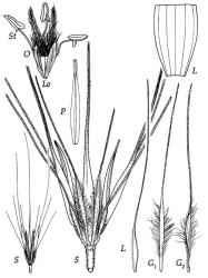 Fig. 14 Critesion murinumsubsp.murinum S, triad of spikelets, × 2, × 4; G 1, G 2, glumes, × 4; L, lemma, × 2, base × 8; P, palea dorsal view, × 4; Lo, lodicules, × 13; O, ovary, styles and stigmas, × 13; St, stamens, × 13. © All rights reserved. [Image: 4X7H]