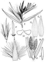 Fig. 15 Arundo donax S, spikelet, × 7; G 1, G 2, glumes, × 7; L, lemma ventral view and dorsal view flattened to show nervation, × 7; P, palea ventral view with callus and hairs, dorsal view, × 7; Lo, lodicules, × 24; O, ovary, styles and stigmas, × 14; St, anthers, × 14. © All rights reserved. [Image: 4X7I]