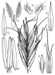 Fig. 16 Chionochloa rigida S, spikelet, × 5; G 1, G 2, glumes, × 5; L, lemma dorsal view, × 5; P, palea dorsal view, × 5; Lo, lodicules, × 16; O, ovary, styles and stigmas, remnant third style, × 16; St, anthers, × 16. © All rights reserved. [Image: 4X7J]