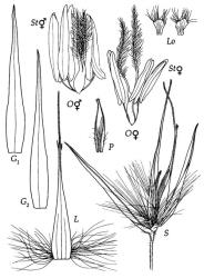 Fig. 17 Cortaderia fulvida S, spikelet, × 10; G 1, G 2, glumes, × 8; L, lemma dorsal view, × 8; P, palea dorsal view, × 8; Lo, lodicules, × 20; O⚥, ovary, styles and stigmas ⚥ flower, × 15; O♀, ovary, styles and stigmas of ♀ flower, × 15; St⚥, anthers of ⚥ flower, × 15; St♀, anthers of ♀ flower, × 15. © All rights reserved. [Image: 4X7K]