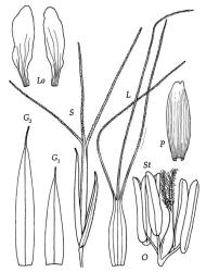 Fig. 18 Aristida ramosa S, spikelet, × 7; G 1, G 2, glumes, × 12; L, lemma dorsal view, × 9; P, palea dorsal view, × 12; Lo, lodicules, × 30; O, ovary, styles and stigmas, × 30; St, stamens, × 30. © All rights reserved. [Image: 4X7L]