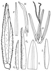 Fig. 19 Spartina anglica S, spikelet, × 9; G 1, G 2, glumes, × 6; L, lemma dorsal and lateral view, × 6; P, palea ventral view, × 6; O, ovary, styles, stigmas, and stamens × 12; St, single anther, × 9. © All rights reserved. [Image: 4X7M]