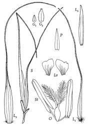 Fig. 2 Microlaena avenacea S, spikelet, × 9; G 1, G 2, glumes, × 9; L 1, L 2, lemma of Ø florets, × 9, L 3, lemma of ⚥ floret, × 9; P, palea dorsal view, × 9; Lo, lodicules, × 24; O, ovary, styles and stigmas, × 24; St, stamens, × 24. © All rights reserved. [Image: 4X7N]