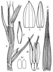 Fig. 20 Lepturus repensvar.cinereus S, spikelet on portion of raceme-rachis, × 12; G, glume, × 25; L, lemma dorsal and ventral view, × 16; P, palea dorsal view, × 16; Lo, lodicules, × 40; O, ovary, styles appearing between (St) stamens, × 40. © All rights reserved. [Image: 4X7P]