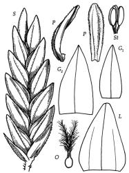 Fig. 21 Eragrostis brownii S, spikelet, × 22; G 1, G 2, glumes, × 32; L, lemma dorsal view, × 32; P, palea lateral view showing rachilla, and ventral view, × 32; O, ovary, styles and stigmas, × 56; St, stamens, × 56. © All rights reserved. [Image: 4X7Q]