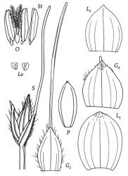 Fig. 22 Oplismenus hirtellussubsp.imbecillis S, spikelet, × 12; G 1, G 2, glumes, × 24; L 1, lemma of lower Ø floret, × 24; L 2, lemma of upper ⚥ floret, × 24; P, palea dorsal view, × 24; Lo, lodicules, × 24; O, ovary, styles and stigmas, × 24; St, stamens, × 24. © All rights reserved. [Image: 4X7R]