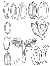 Fig. 23 Isachne globosa S, spikelet, × 16; G 1, G 2, glumes ventral and dorsal views, × 16; F 1, lower ♂ floret lateral view, × 16; F 2, upper ♀ floret ventral view, × 16; L, lemma ventral view, × 16; P, palea dorsal view, × 16; Lo, lodicules, × 27; O, ovary, styles and stigmas of ♀ floret, × 27; St, anthers of ♂ floret, × 27. © All rights reserved. [Image: 4X7S]