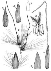 Fig. 24 Miscanthus nepalensis S, spikelet pair, × 9; G 1, lower glume ventral view, × 24; G 2, upper glume ventral and lateral view, × 24; L 1, lemma of lower Ø floret, × 24; L 2, lemma of upper ⚥ floret lateral view, × 24; P, palea of upper floret, × 24; O, ovary, styles and stigmas, × 24; St, stamens, × 24. © All rights reserved. [Image: 4X7T]