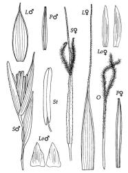 Fig. 3 Zizania latifolia S♂, spikelet of ♂ floret, × 4.5; S♀, spikelet of ♀ floret, × 4.5; L♂, lemma of ♂ floret, × 4.5; L♀, lemma of ♀ floret, × 4.5; P♂, palea of ♂ floret dorsal view, × 4.5; P♀, palea of ♀ floret dorsal view, × 4.5; Lo♂, lodicules of ♂ flower, × 20; Lo♀, lodicules of ♀ flower, × 20; O, ovary, styles and stigmas of ♀ flower, × 4.5; St, anther of ♂ flower, × 9. © All rights reserved. [Image: 4X7U]