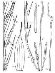 Fig. 4 Nardus stricta S, portion of spike, showing secund spikelets, × 10; G, portion of spike showing lower glume, × 20; L, lemma, × 12; P, palea dorsal view, × 12; St, stamens × 20; O, ovary, style and stigma, × 12. © All rights reserved. [Image: 4X7V]