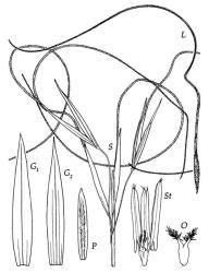 Fig. 5 Austrostipa scabra S, spikelets, × 4; G 1, G 2, glumes, × 8; L, floret with lemma, awn column and arista, × 4; P, palea dorsal view, × 12; O, ovary, styles and stigmas, × 16; St, stamens, lodicules and gynoecium, × 16. © All rights reserved. [Image: 4X7W]