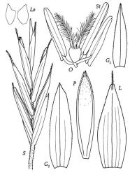 Fig. 6 Festuca novae-zelandiae S, spikelet, × 10; G 1, G 2, glumes, × 15; L, lemma, × 15; P, palea dorsal view, × 15; Lo, lodicules, × 25; O, ovary, styles and stigmas, × 25; St, stamens, × 25. © All rights reserved. [Image: 4X7X]