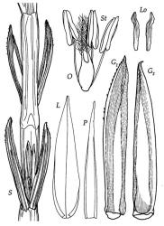 Fig. 7 Parapholis incurva S, spikelet on rachis segment, × 12; G 1, G 2, glumes, × 24; L, lemma ventral view, × 24; P, palea dorsal view, × 24; Lo, lodicules, × 30; O, ovary, styles and stigmas, × 30; St, stamens, × 30. © All rights reserved. [Image: 4X7Y]