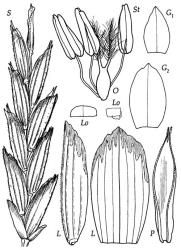 Fig. 8 Glyceria declinata S, spikelet, × 10; G 1, G 2, glumes, × 16; L, lemma lateral and dorsal view, × 16; P, palea dorsal view, × 16; Lo, lodicule dorsal and lateral view, × 32; O, ovary, styles and stigmas, × 32; St, stamens, × 32. © All rights reserved. [Image: 4X7Z]