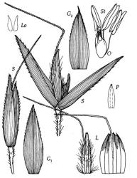 Fig. 9 Lachnagrostis pilosasubsp.pilosa S, spikelet: closed, × 18; open, × 24; G 1, G 2, glumes, × 18; L, lemma dorsal view and flattened with hairs removed to show nervation, × 18; P, palea dorsal view, × 18; Lo, lodicules, × 18; O, ovary, styles and stigmas, × 30; St, stamens, × 30. © All rights reserved. [Image: 4X80]