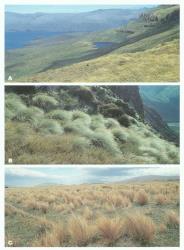 Plate 1. Native grasses dominating landscapes. A Chionochloa antarctica on subantarctic Auckland Island; B The snow tussocks Chionochloa crassiusculasubsp.torta (foreground) and C. teretifolia in subalpine zone, Borland Valley, Fiordland; C Fescue tussock, Festuca novae-zelandiae, in montane zone, Mackenzie Basin. © All rights reserved. [Image: 4X82]