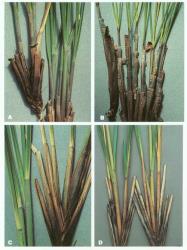 Plate 10. Chionochloa tiller base features. Leaf-blade falling with upper sheath; sheath fracturing: A C. flavescens subsp. brevis (Mt Cook); B C. rigida subsp. rigida (Dunstan Mts). Leaf-blade disarticulating at ligule, sheath entire: C C. conspicua subsp. conspicua (Fiordland); D C. pallens subsp. cadens (Fiordland). © All rights reserved. [Image: 4X83]