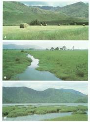 Plate 2. Naturalised grasses dominating landscapes. A Hay bales cut from a paddock that is largely perennial ryegrass, Lolium perenne, Motatapu, Otago; B Pasture with creeping bent grass, Agrostis stolonifera, bordering drain, Karamea; C Spartina anglica in estuarine bay head, Havelock, Marlborough Sounds. © All rights reserved. [Image: 4X86]