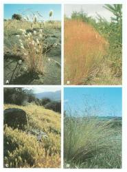 Plate 3. Some weedy naturalised grasses. A Lagurus ovatus, harestail, found mainly on sand dunes (centre), and (arching above) Bromus diandrus, ripgut brome (Kaitorete, Canterbury); B Agrostis capillaris, browntop, one of the most widespread naturalised grasses (Queenstown); C Critesion murinum, barley grass, especially common on dry sunny slopes and livestock camps (Central Otago); D Nassella trichotoma, nassella tussock, a weedy tussock of hill-country in dry districts (North Canterbury). © All rights reserved. [Image: 4X87]